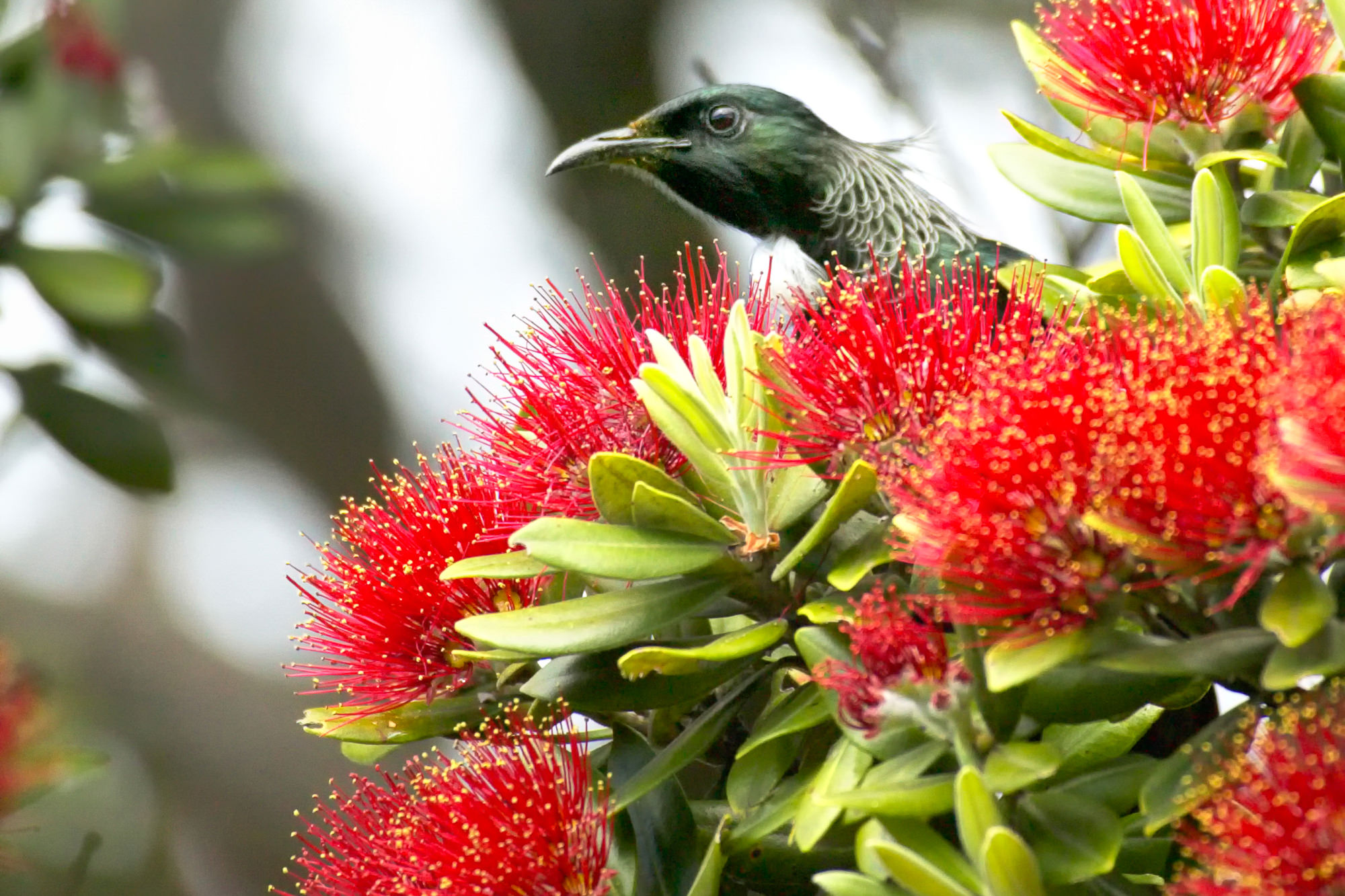 Tui